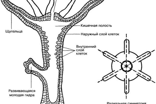 Магазин кракен даркнет сайт